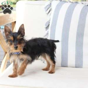 Ozzy, Yorkie Puppy