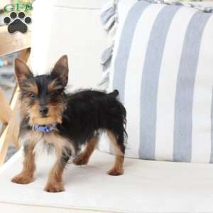 Ozzy, Yorkie Puppy