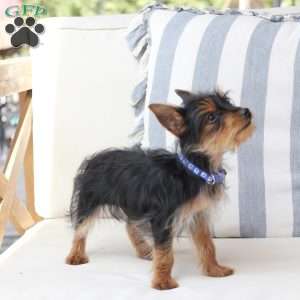 Ozzy, Yorkie Puppy
