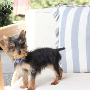 Ozzy, Yorkie Puppy
