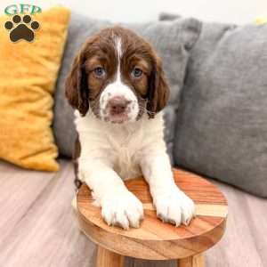 Holly, English Springer Spaniel Puppy