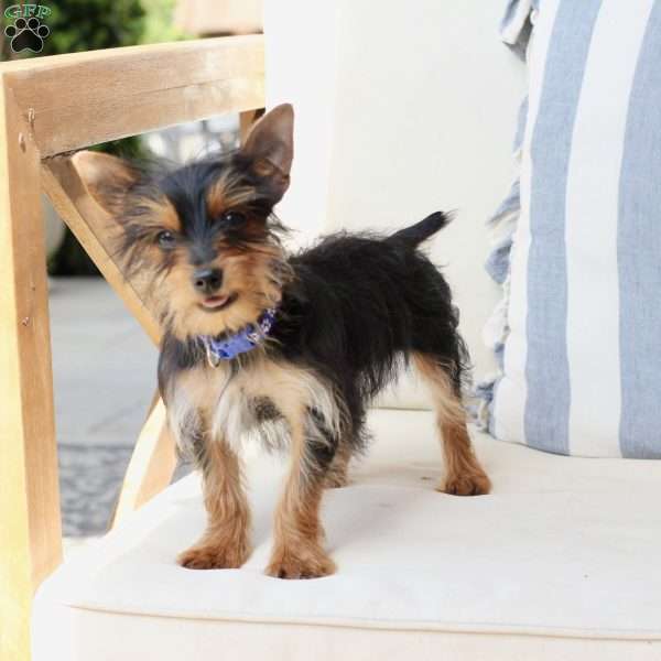 Ozzy, Yorkie Puppy