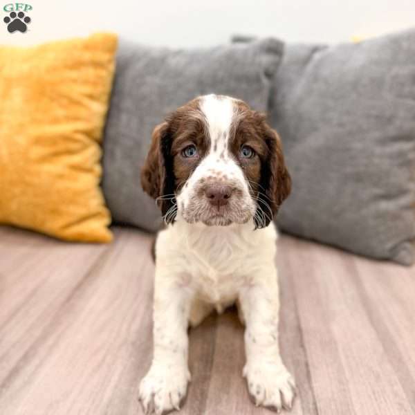 Reba, English Springer Spaniel Puppy