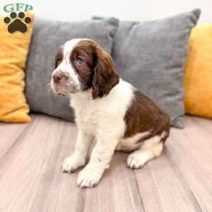 Reba, English Springer Spaniel Puppy