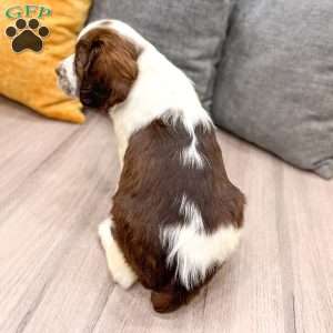 Reba, English Springer Spaniel Puppy
