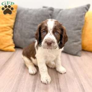 Reba, English Springer Spaniel Puppy
