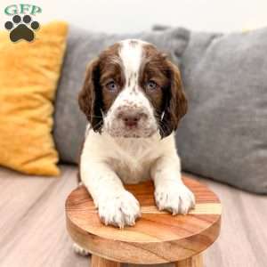 Reba, English Springer Spaniel Puppy