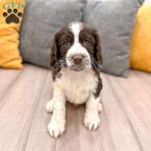 Bruno, English Springer Spaniel Puppy
