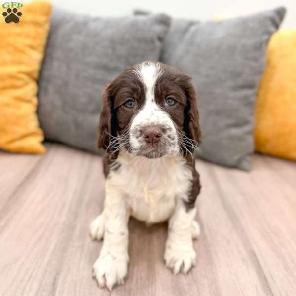 Bruno, English Springer Spaniel Puppy