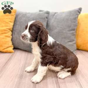 Bruno, English Springer Spaniel Puppy