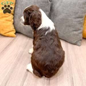 Bruno, English Springer Spaniel Puppy
