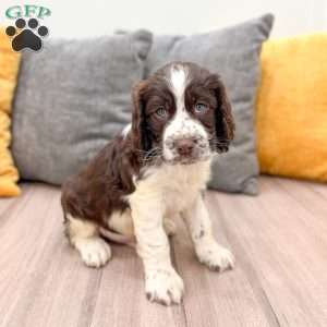 Bruno, English Springer Spaniel Puppy