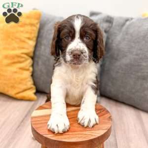 Bruno, English Springer Spaniel Puppy