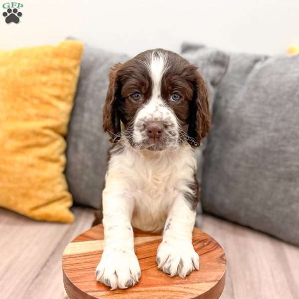 Bruno, English Springer Spaniel Puppy