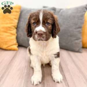 Tubby, English Springer Spaniel Puppy