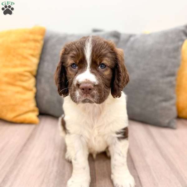 Tubby, English Springer Spaniel Puppy