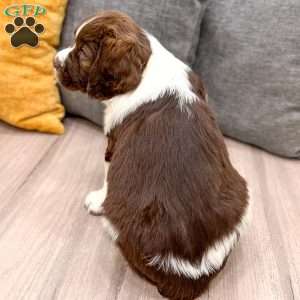 Tubby, English Springer Spaniel Puppy