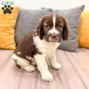 Tubby, English Springer Spaniel Puppy