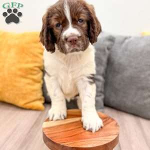 Tubby, English Springer Spaniel Puppy