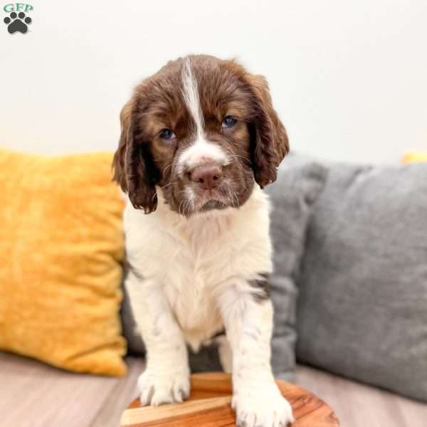 Tubby, English Springer Spaniel Puppy