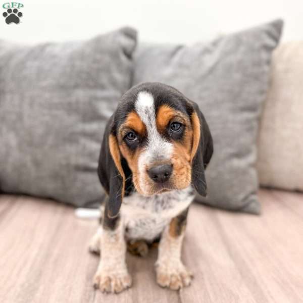 Benji, Beagle Puppy