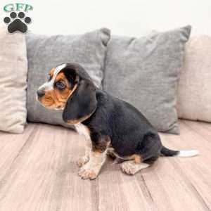 Benji, Beagle Puppy