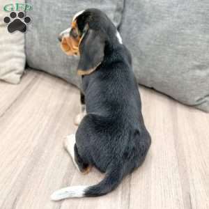 Benji, Beagle Puppy