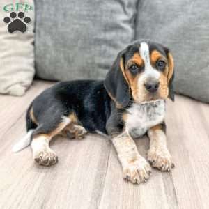 Benji, Beagle Puppy