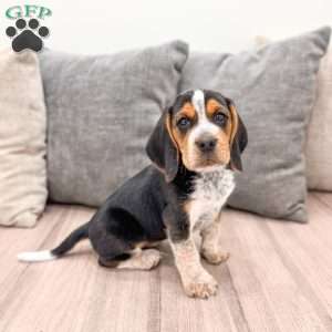 Benji, Beagle Puppy