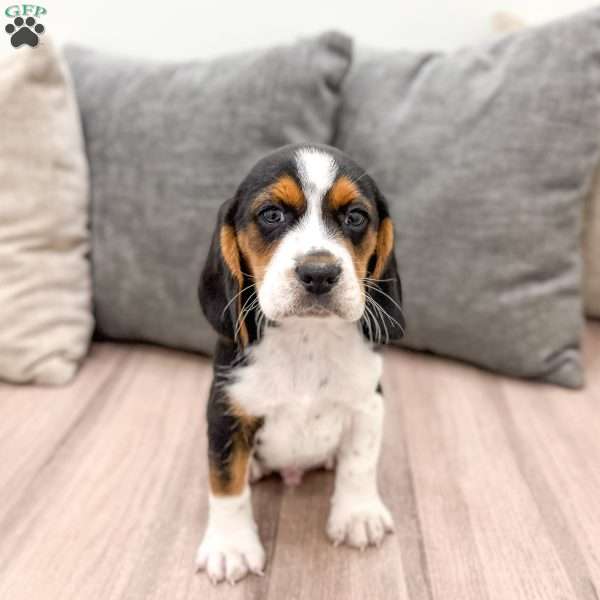 Buster, Beagle Puppy