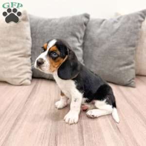 Buster, Beagle Puppy