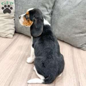 Buster, Beagle Puppy
