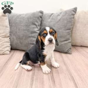 Buster, Beagle Puppy
