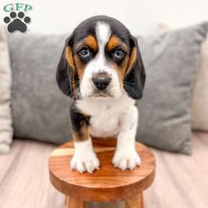 Buster, Beagle Puppy