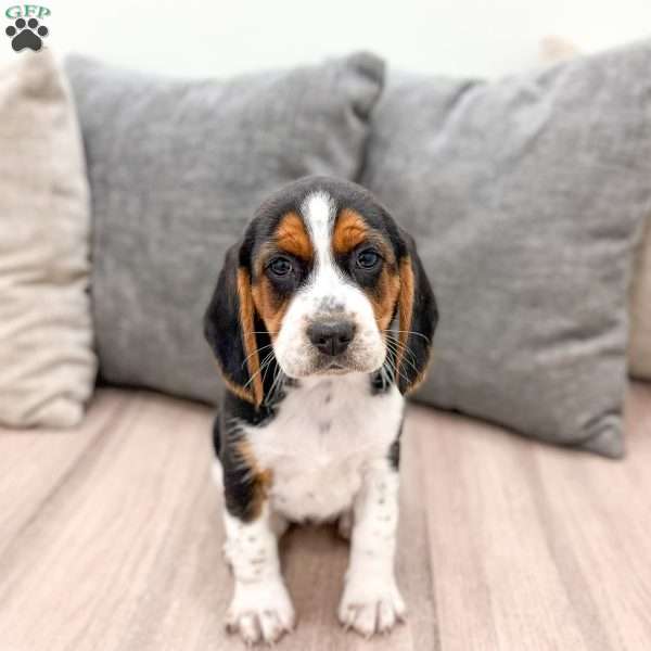 Daisy, Beagle Puppy