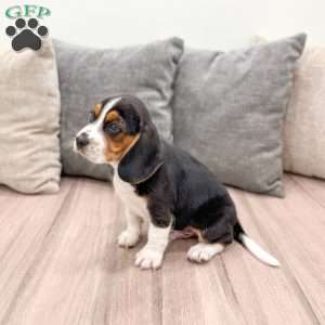 Bo, Beagle Puppy