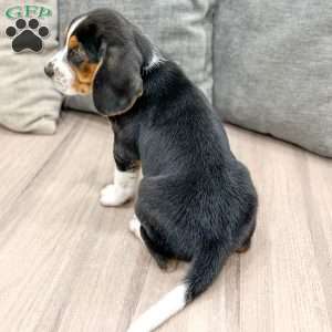 Bo, Beagle Puppy