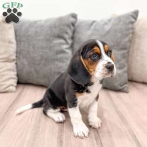 Bo, Beagle Puppy