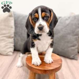Bo, Beagle Puppy