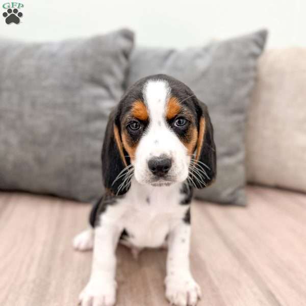 Bobby, Beagle Puppy