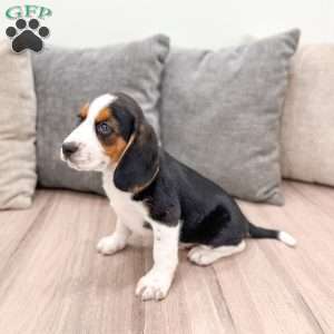 Bobby, Beagle Puppy