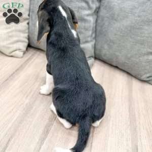 Bobby, Beagle Puppy