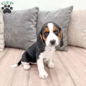 Bobby, Beagle Puppy