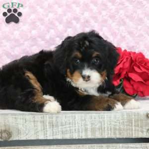 Pearl, Mini Bernedoodle Puppy