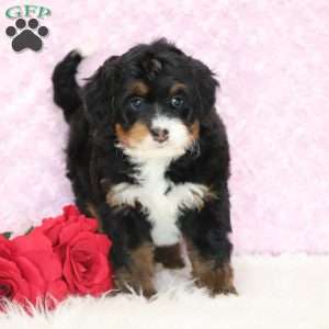 Pearl, Mini Bernedoodle Puppy
