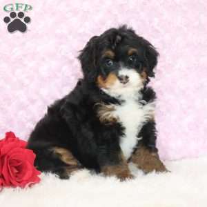 Pearl, Mini Bernedoodle Puppy