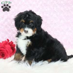 Pearl, Mini Bernedoodle Puppy
