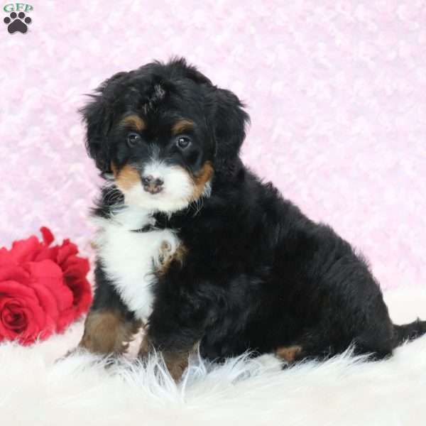 Pearl, Mini Bernedoodle Puppy