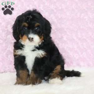 Pearl, Mini Bernedoodle Puppy