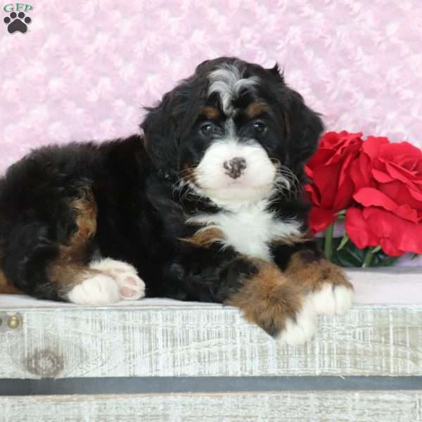 Pansy, Mini Bernedoodle Puppy
